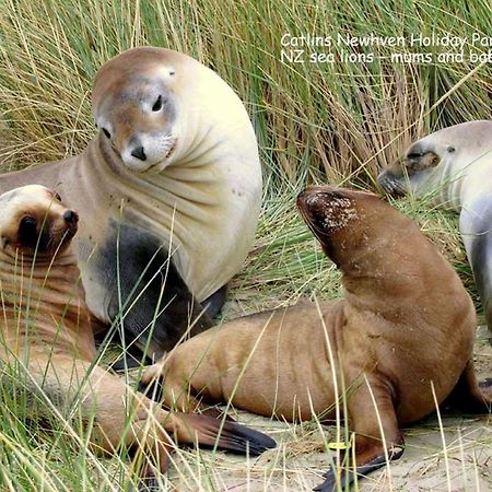 Catlins Newhaven Holiday Park Owaka Экстерьер фото