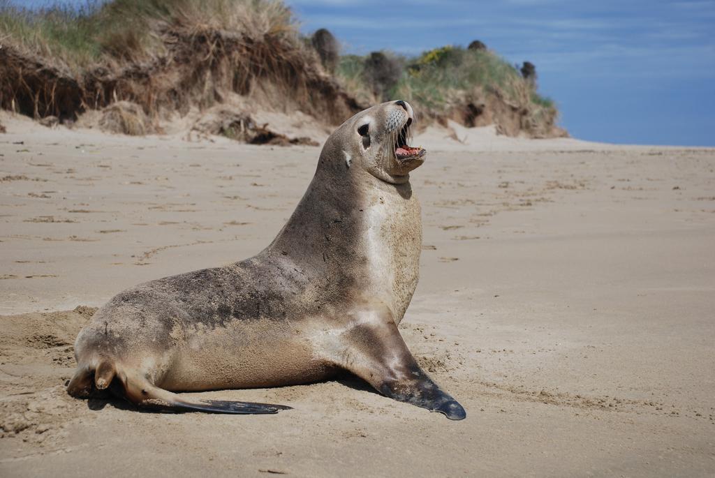 Catlins Newhaven Holiday Park Owaka Номер фото